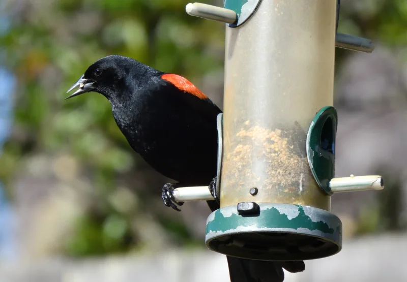 Red-winged Blackbird at a Bird Feeder