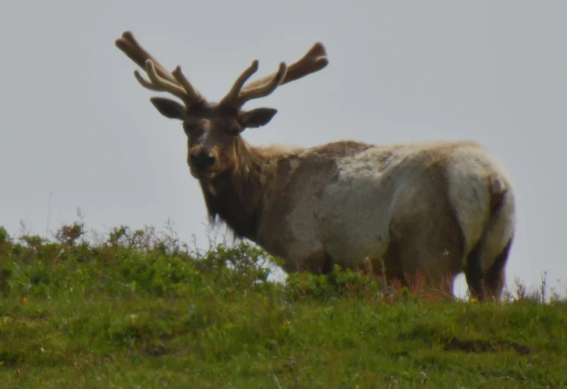 Bull Elk with Velvet Antlers