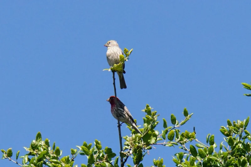 A Pair of House Finches Perched in a Treetop