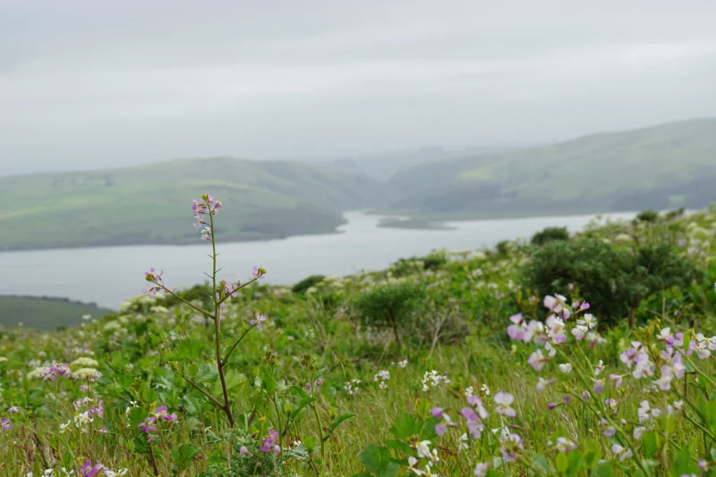 Wildflowers Overlooking a Coastal Inlet on a Foggy Day